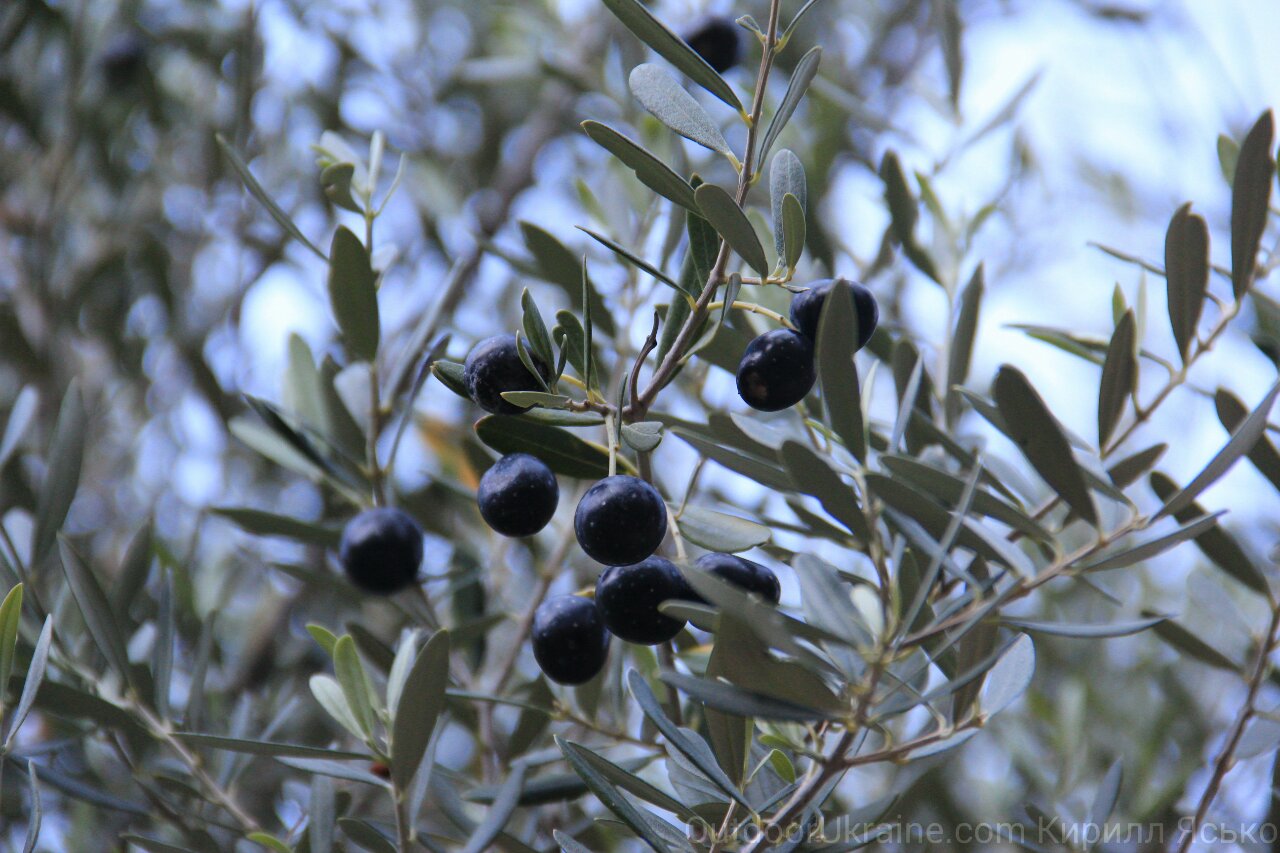 спелые оливки на дереве