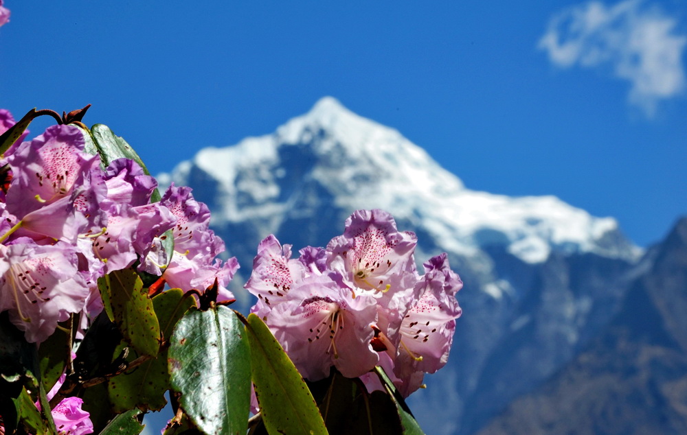 весна в Гималаях - цветут рододендроны