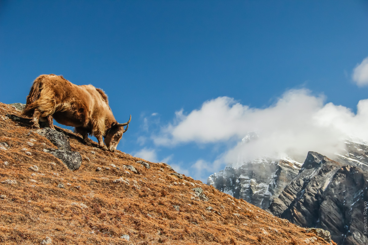 непальский як на склонах горы Гокио Ри в Гималаях