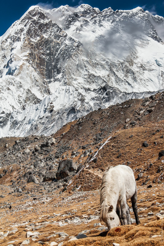 гималайская лошадка, Непал, трек к Эвересту