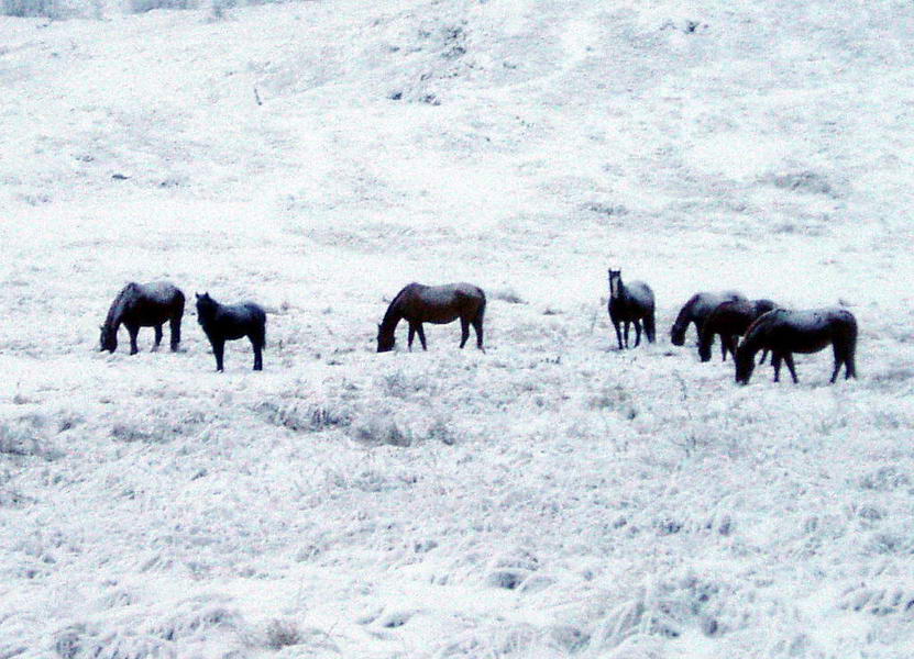 Заснеженные лошади пасутся на Караби
