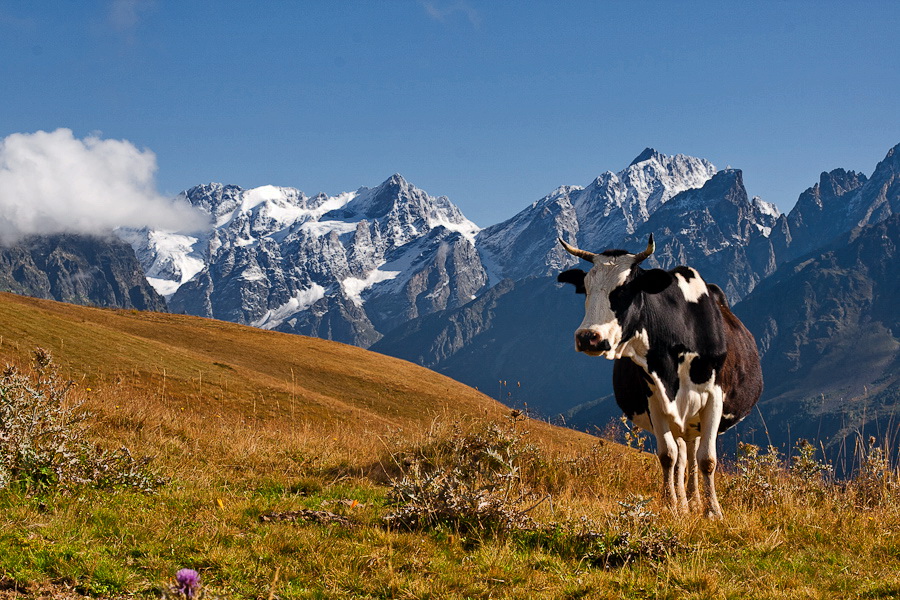 горные грузинские коровы