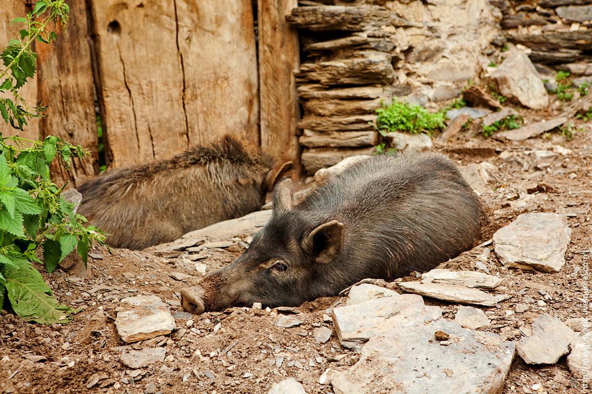 домашние свиньи живут на улице