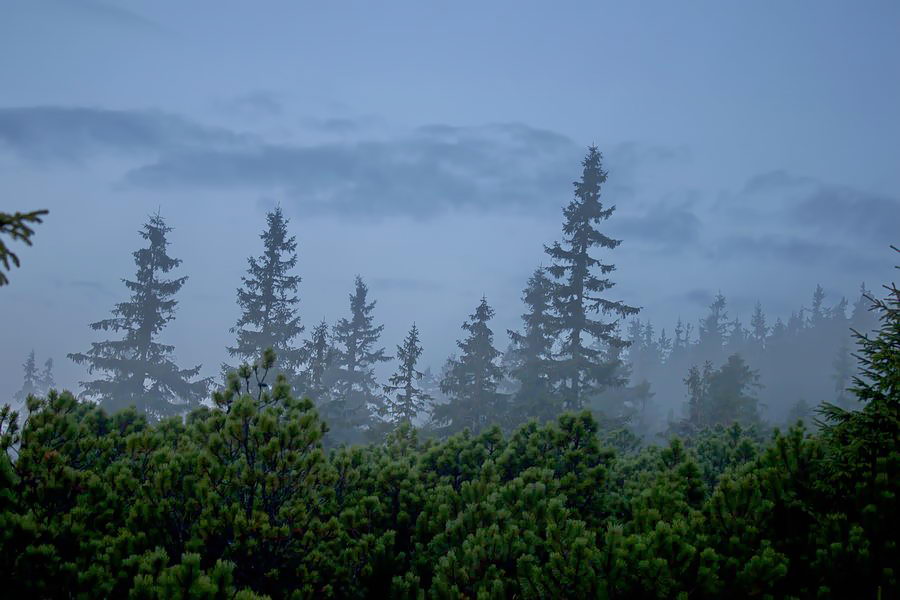 туман над Карпатами