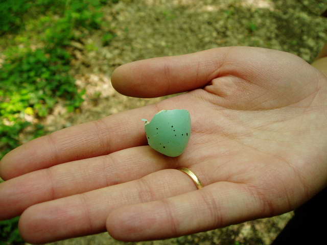 голубое яйцо птицы удачи