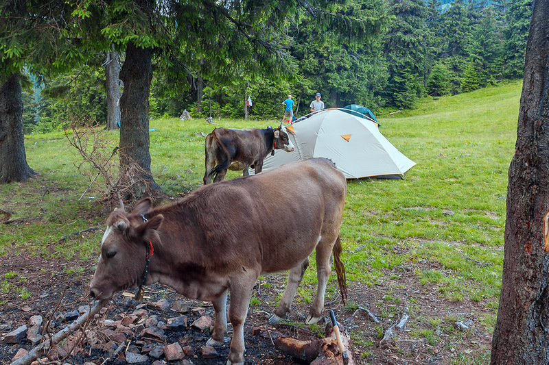Коровы в лагере