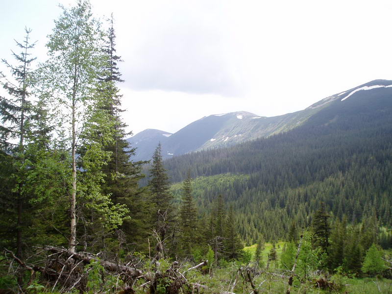 карпатский лес