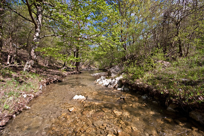 река в лесу