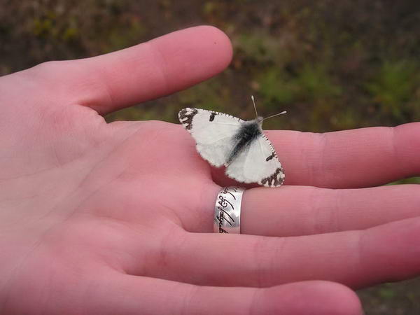 бабочка на руке