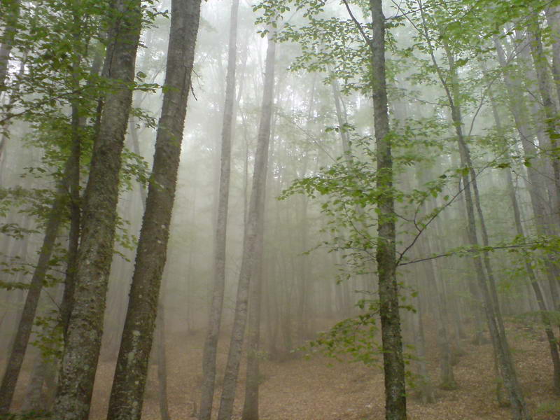 Сказочный буковый лес