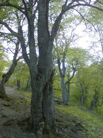 буковый лес Крым