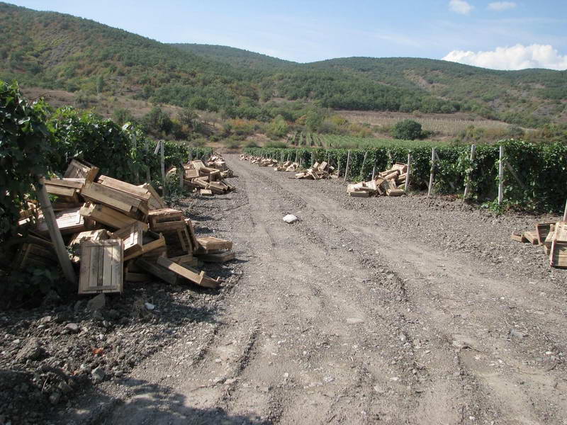 виноградники Крым