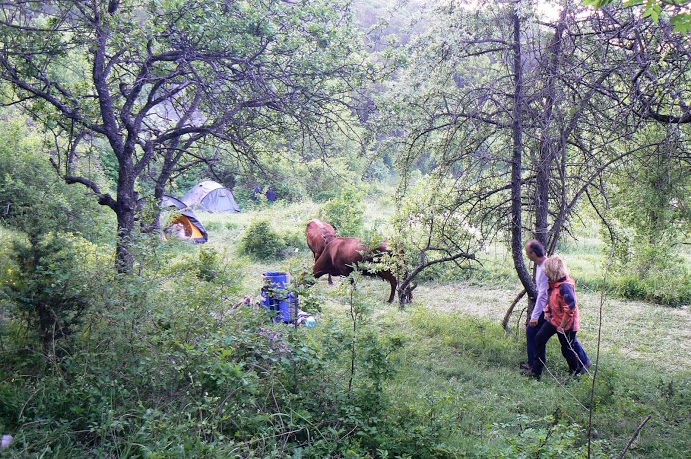 коровы на турстоянке Ласпи