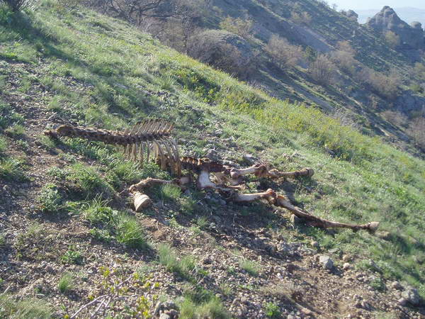 Лошадиный скелет на Демерджи. Наверно туристы проголодались :)