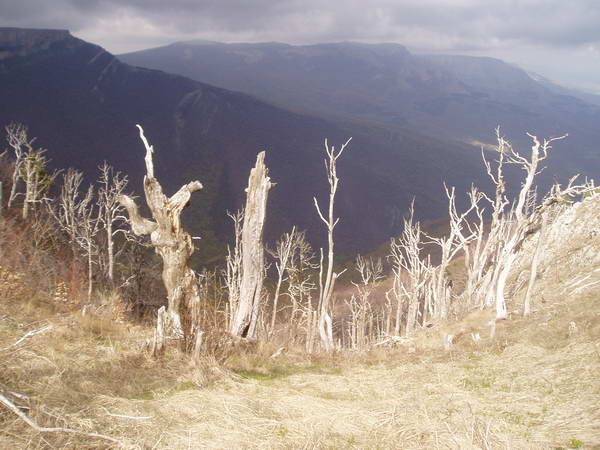 Мертвый лес на склоне Хапхала