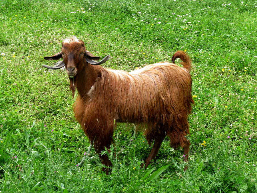 турецкая коза