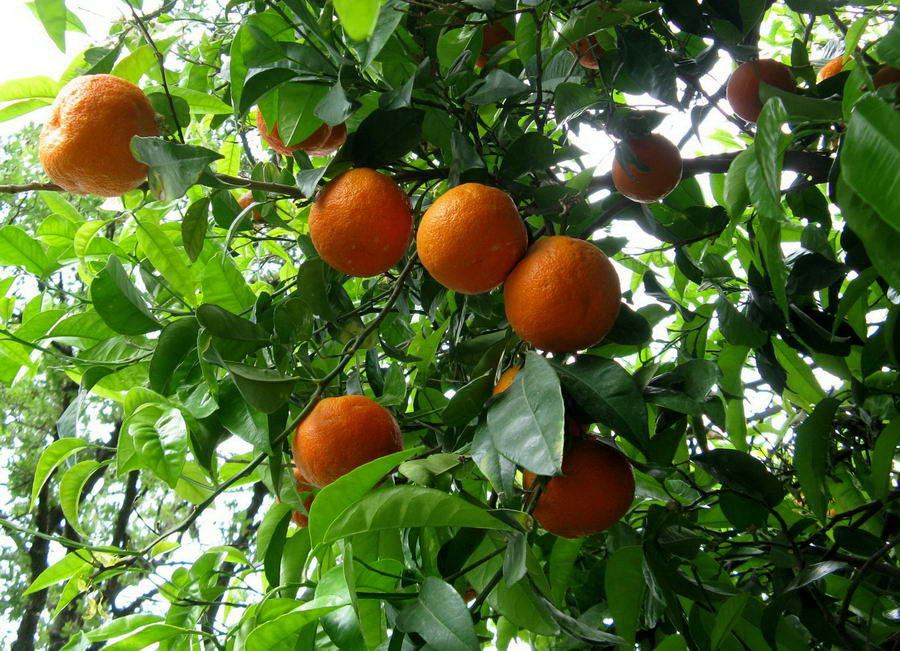 ликийский апельсин