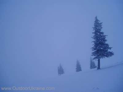 елки в тумане - зимние Карпаты