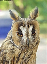 ukrainian owl